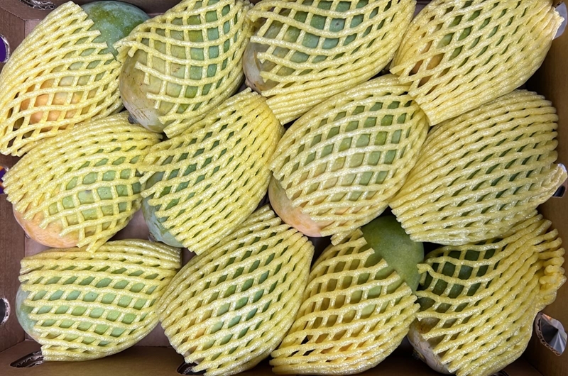 Large kesar mangoes